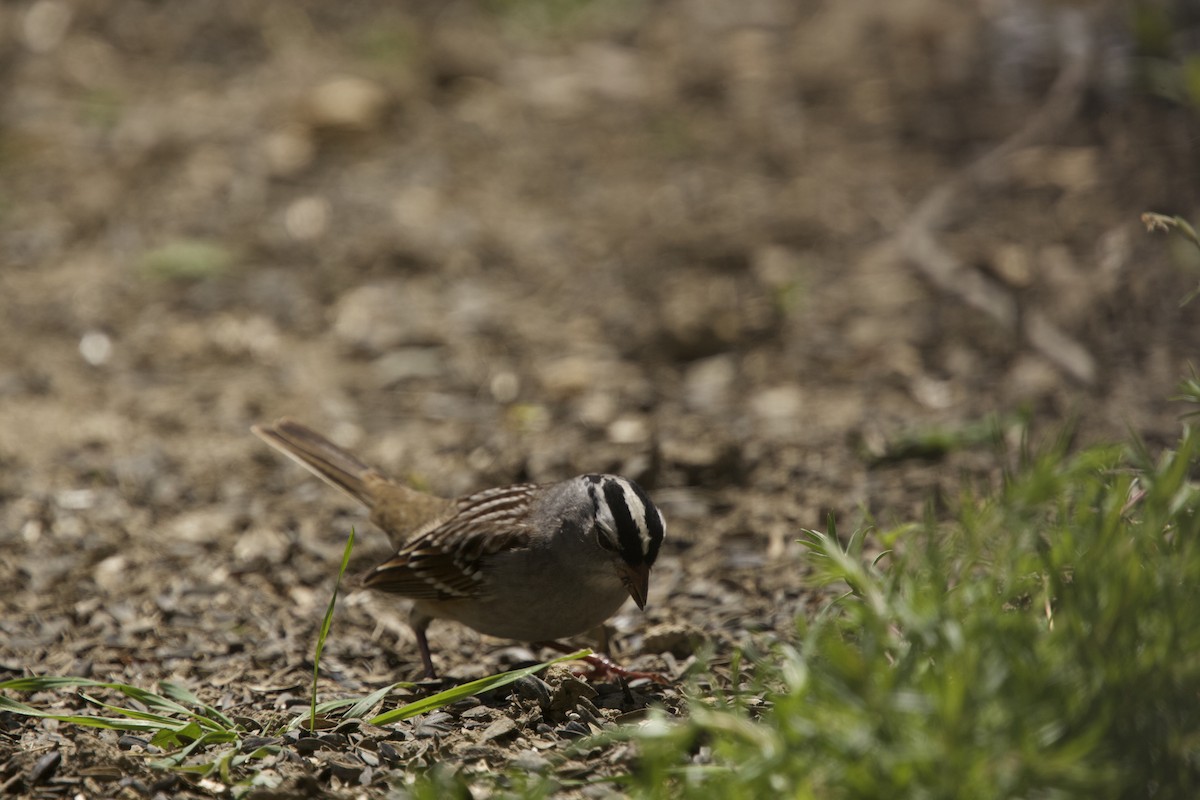 White-crowned Sparrow - Paul Miller
