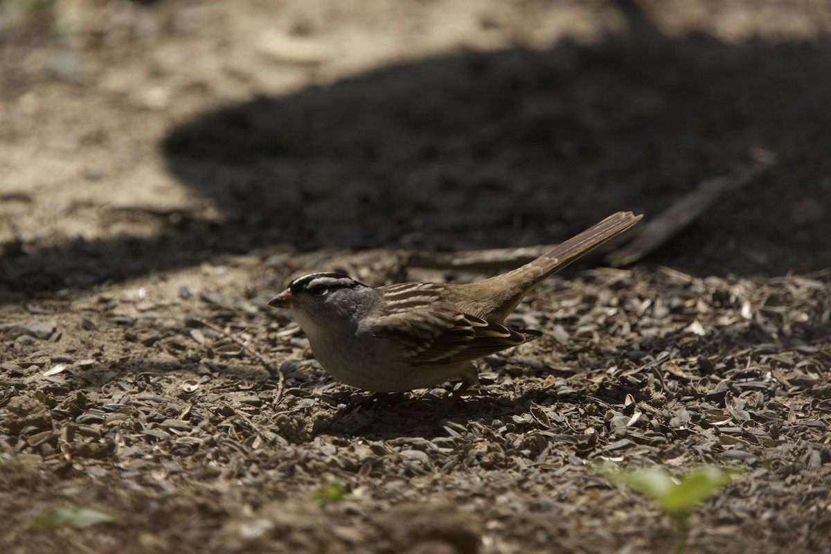 White-crowned Sparrow - ML618931718