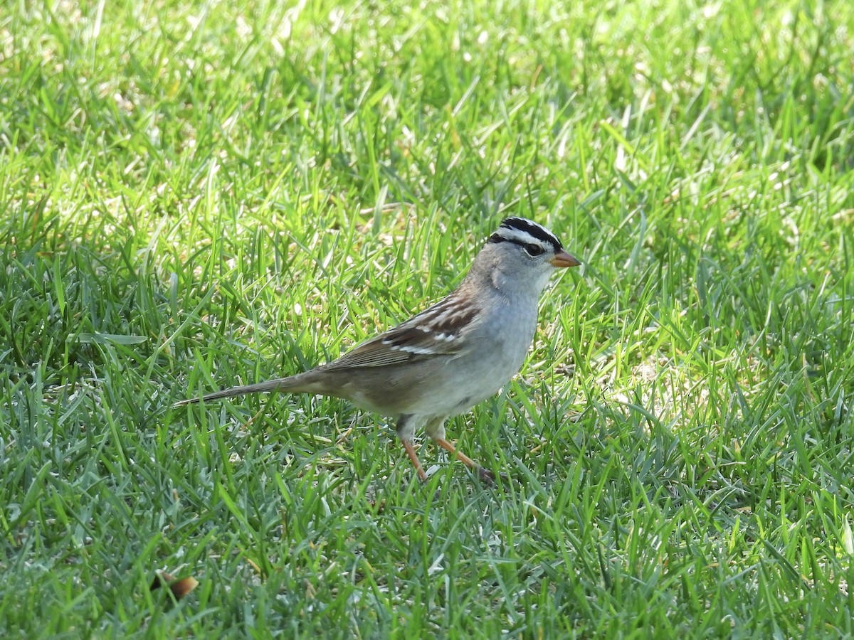 White-crowned Sparrow - Jae Flaherty