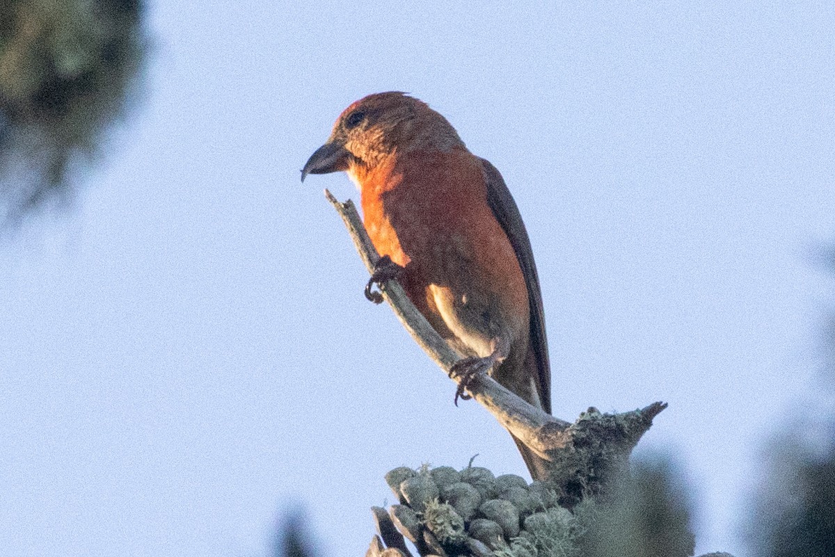 Red Crossbill (Lodgepole Pine or type 5) - ML618931736