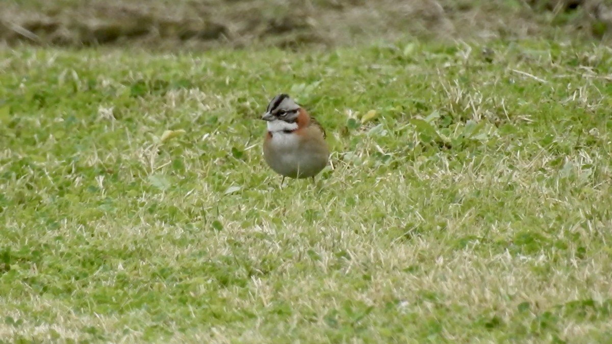 Rufous-collared Sparrow - ML618931737