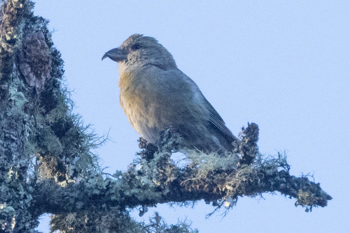 Red Crossbill (Lodgepole Pine or type 5) - ML618931738