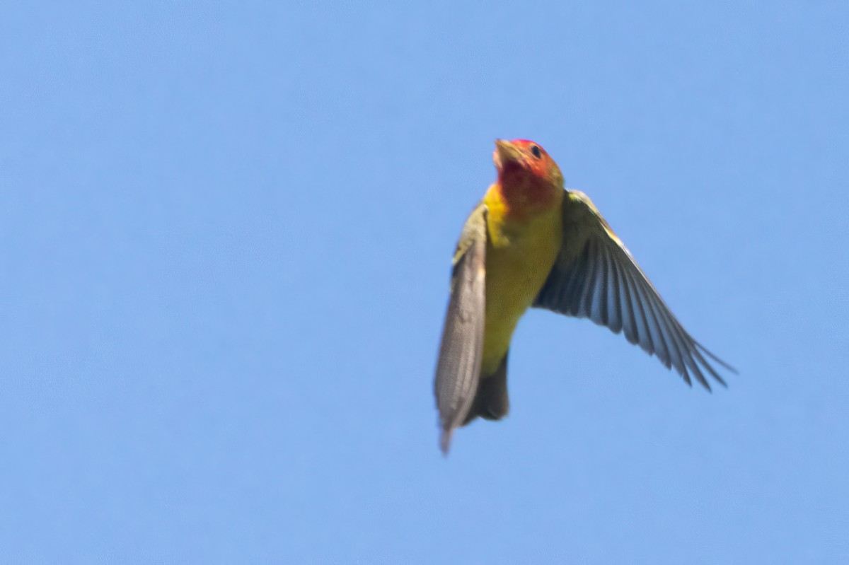 Western Tanager - ML618931764