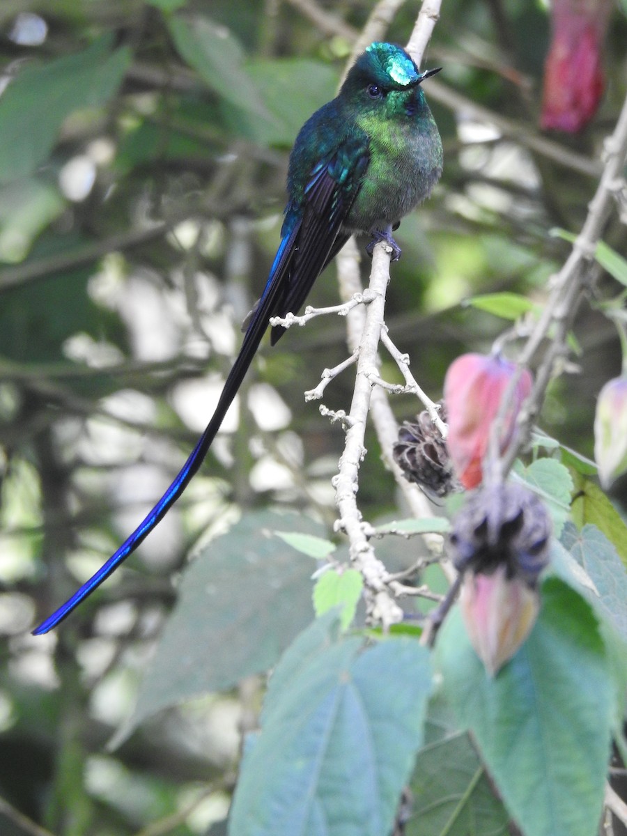 Long-tailed Sylph - ML618931774