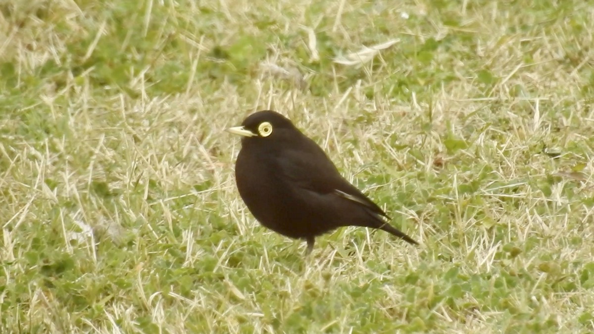 Spectacled Tyrant - ML618931785