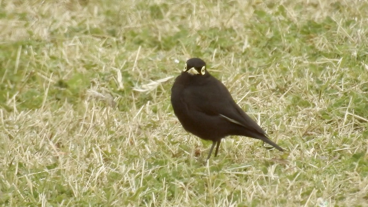Spectacled Tyrant - ML618931787