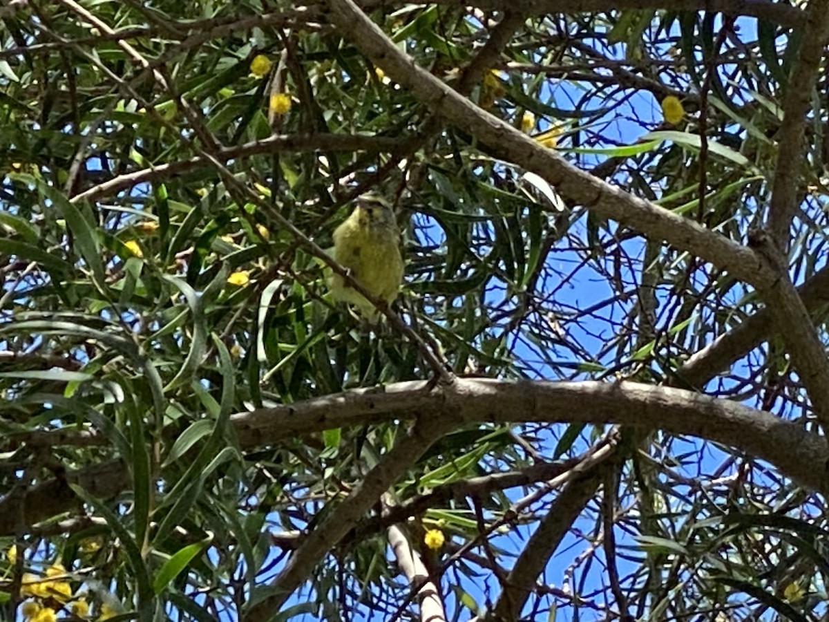 Yellow-fronted Canary - ML618931793