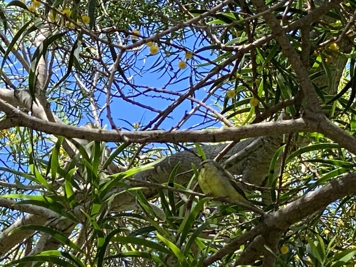 Yellow-fronted Canary - ML618931794