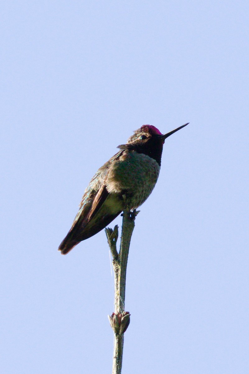 Anna's Hummingbird - Travis Waleri