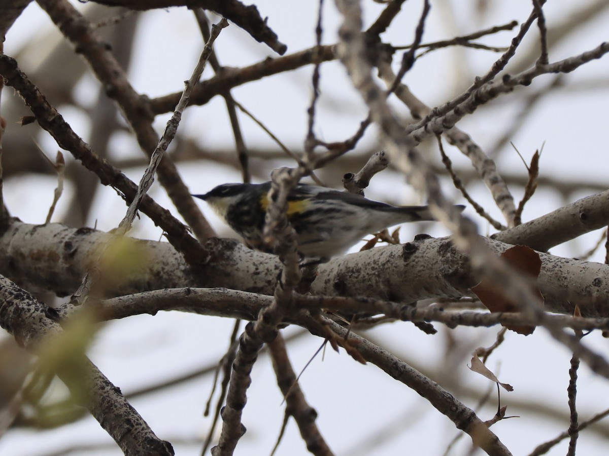 Yellow-rumped Warbler (Myrtle x Audubon's) - ML618931824
