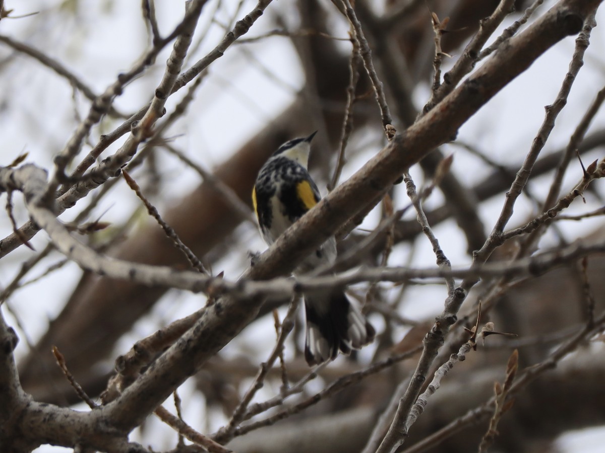 Yellow-rumped Warbler (Myrtle x Audubon's) - ML618931825