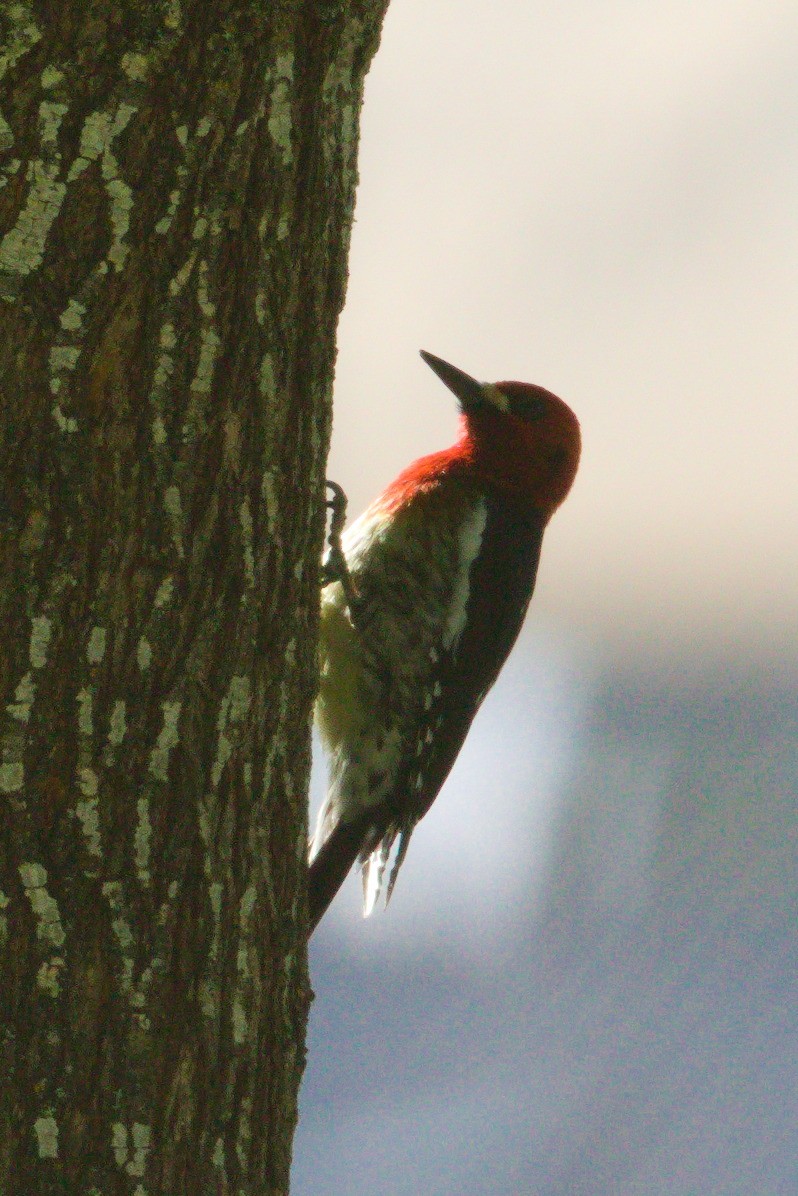 Red-breasted Sapsucker - ML618931831