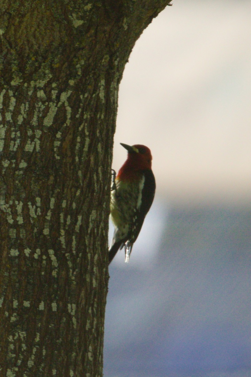 Red-breasted Sapsucker - ML618931832