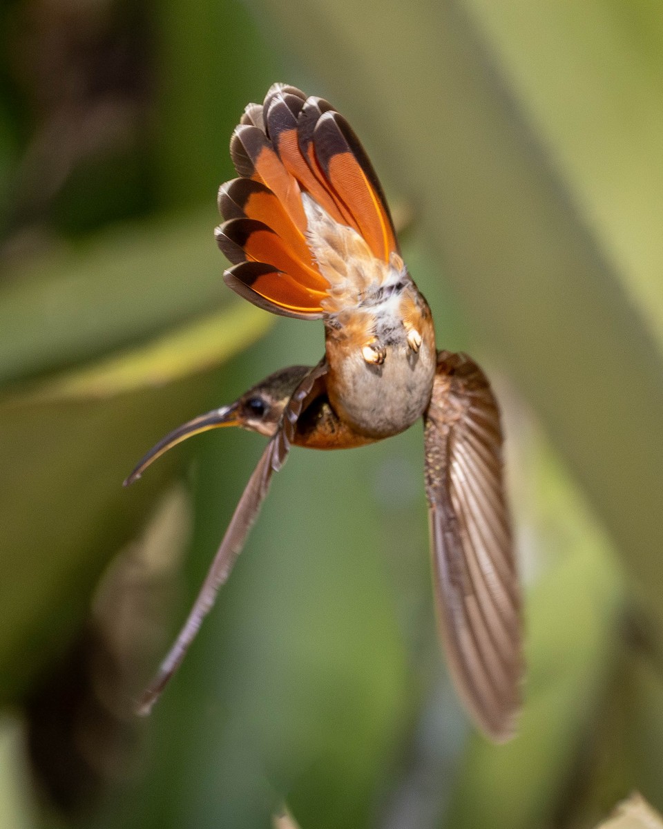 Rufous-breasted Hermit - ML618931872