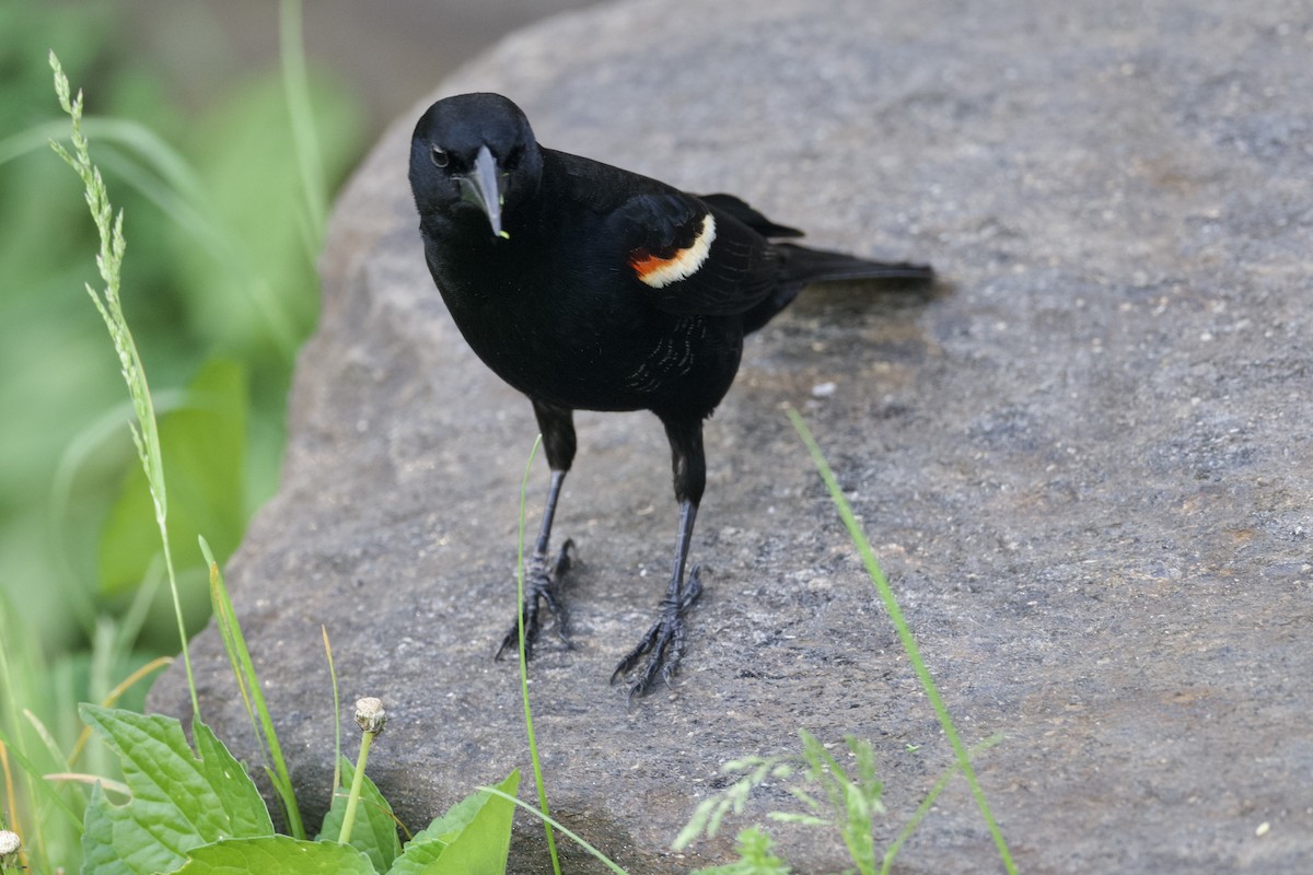 Red-winged Blackbird (Red-winged) - ML618931877