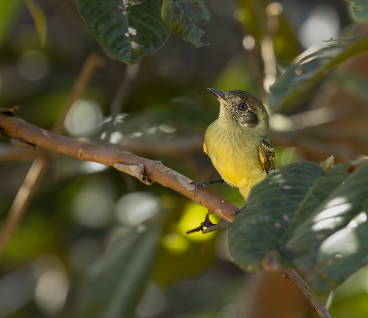 Sepia-capped Flycatcher - ML618931881