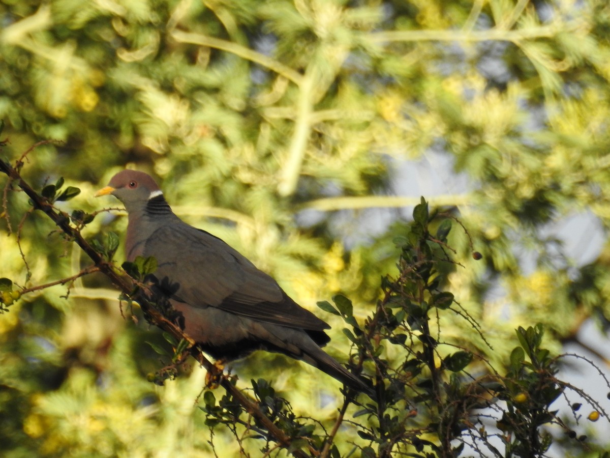 Band-tailed Pigeon - ML618931909