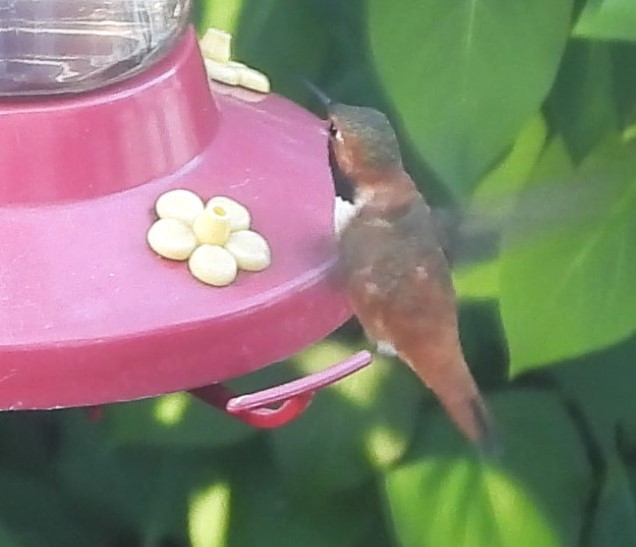 Rufous x Allen's Hummingbird (hybrid) - Reba and Allan Dupilka