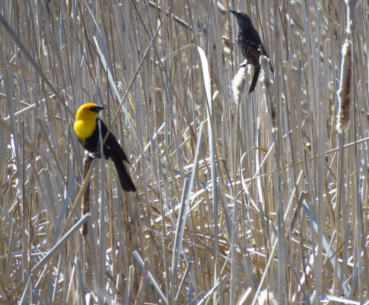 Yellow-headed Blackbird - ML618931952