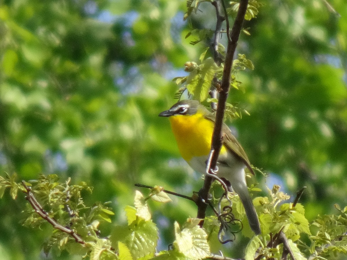 Yellow-breasted Chat - ML618931979
