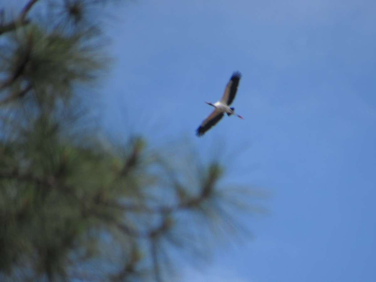Wood Stork - jerry hutchinson
