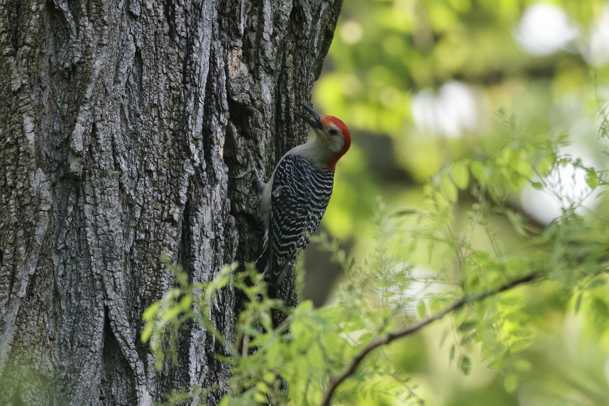 Red-bellied Woodpecker - Dario Taraborelli