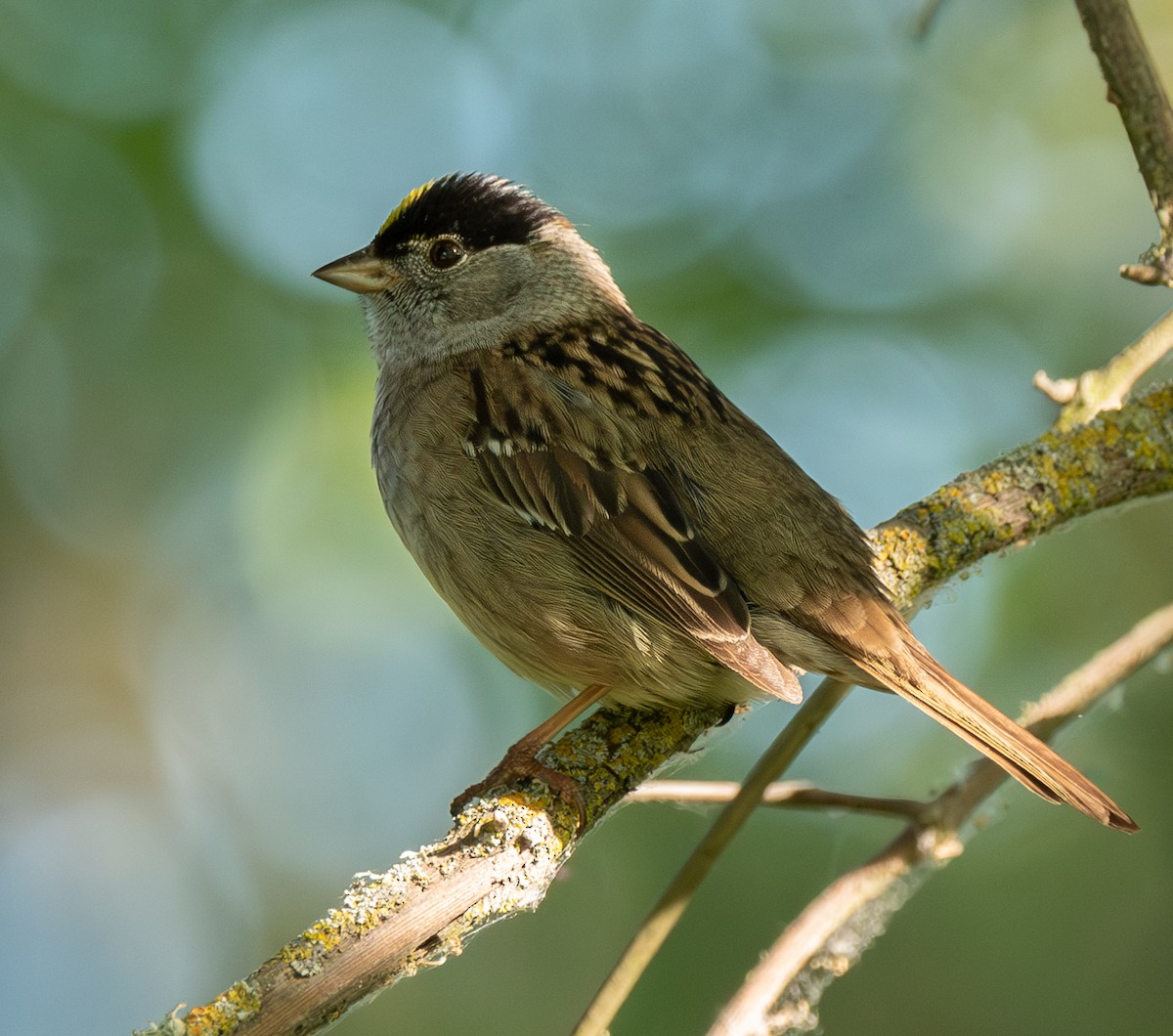 Golden-crowned Sparrow - ML618932070