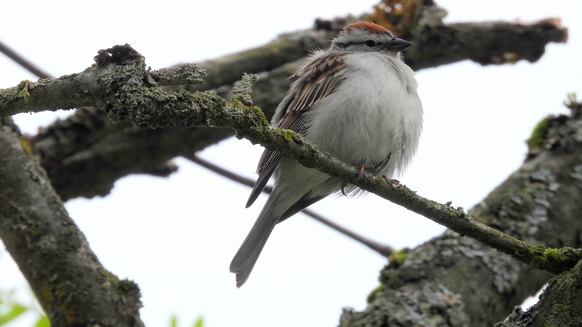 Chipping Sparrow - Alan Green