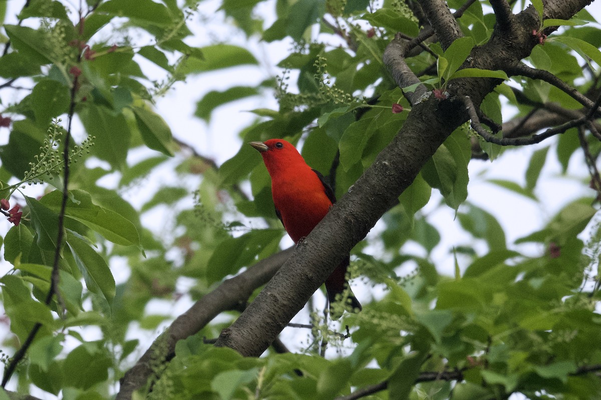 Scarlet Tanager - ML618932105