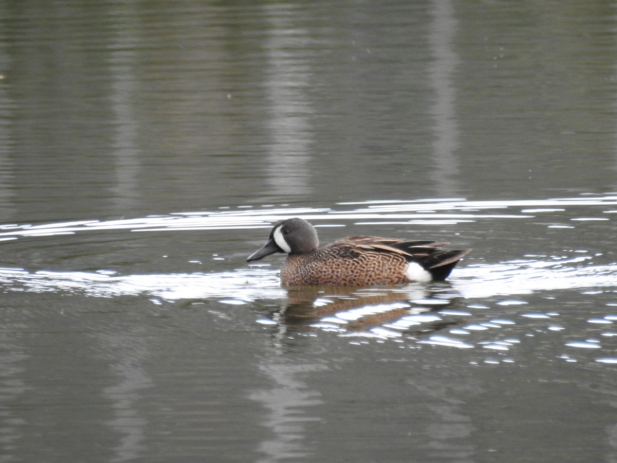Blue-winged Teal - ML618932111