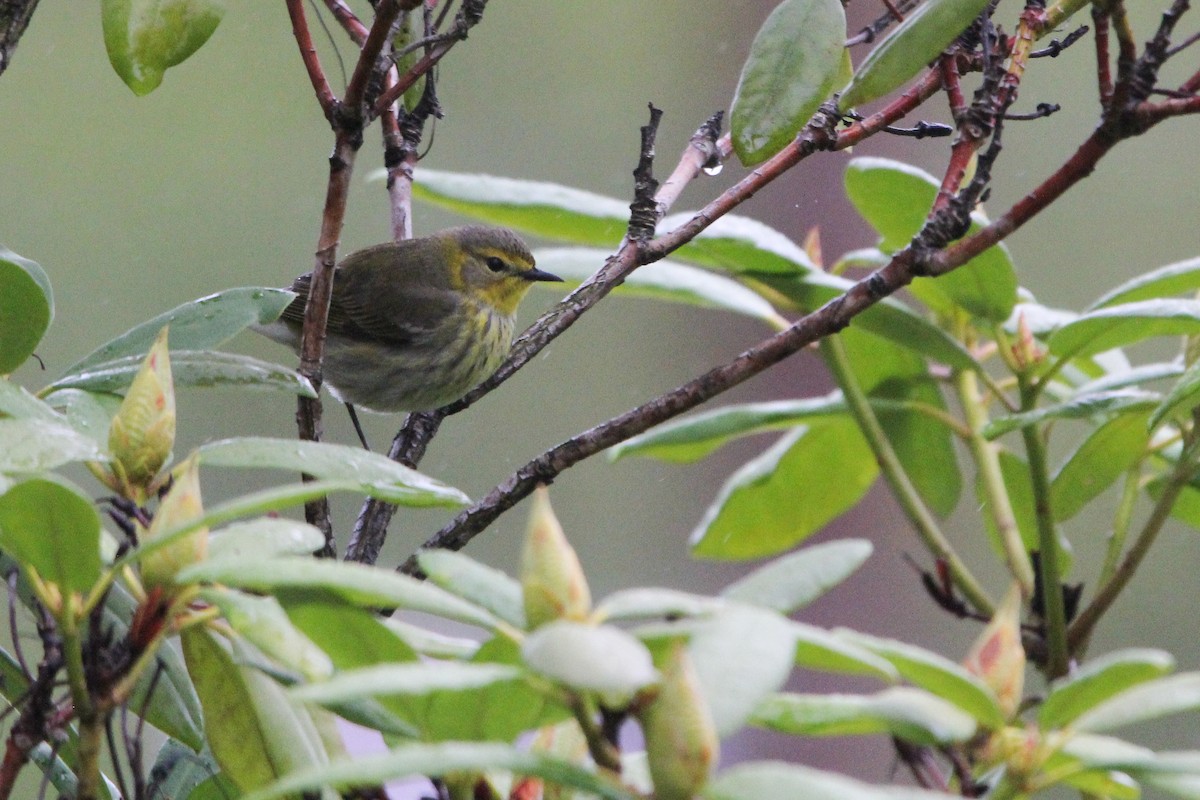 Cape May Warbler - ML618932136