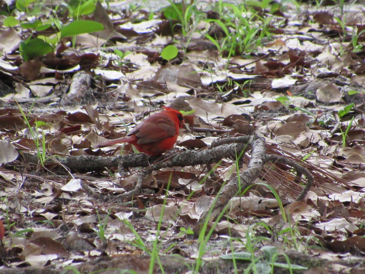 Northern Cardinal - jerry hutchinson