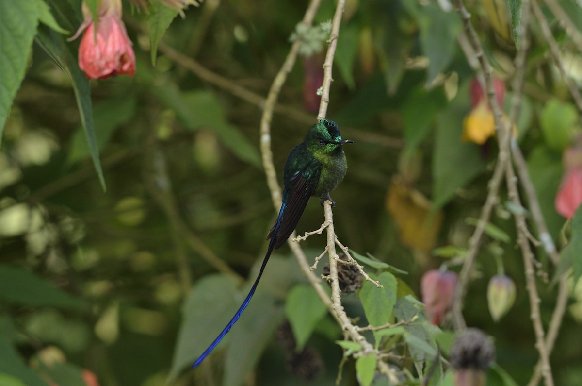 Long-tailed Sylph - Yersson Herrera