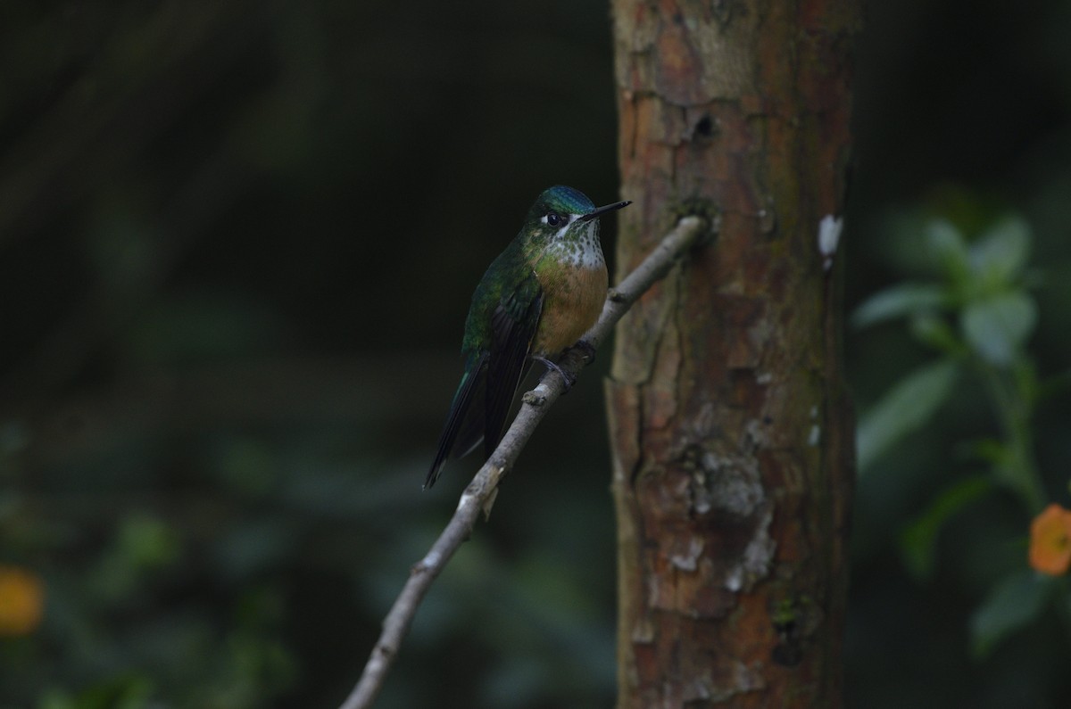 Long-tailed Sylph - Yersson Herrera