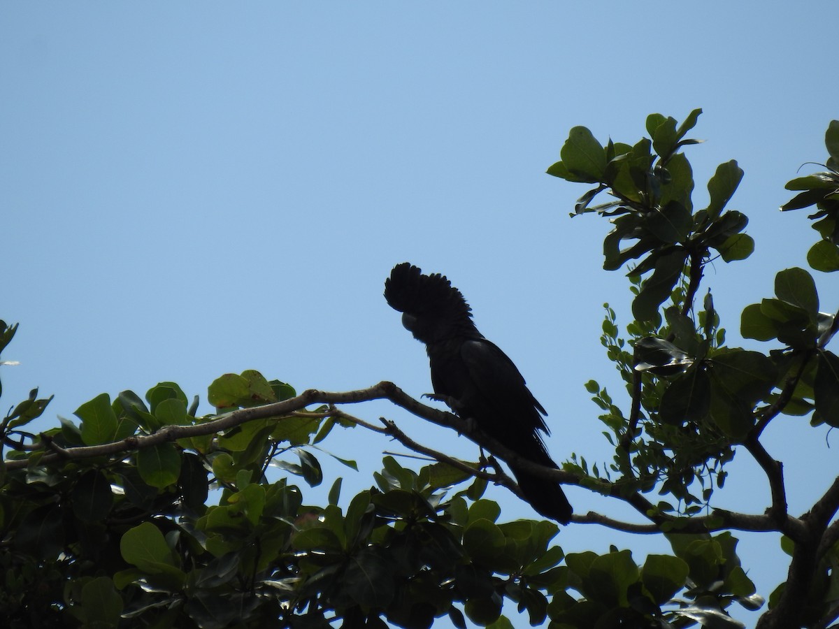 Red-tailed Black-Cockatoo - ML618932155