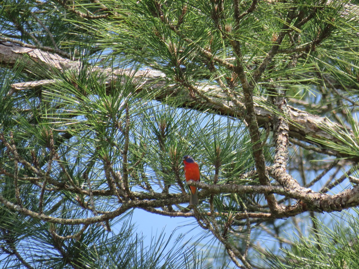 Painted Bunting - ML618932156