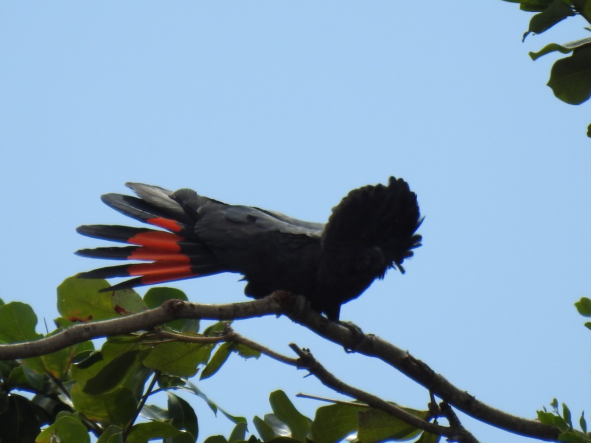 Red-tailed Black-Cockatoo - ML618932158