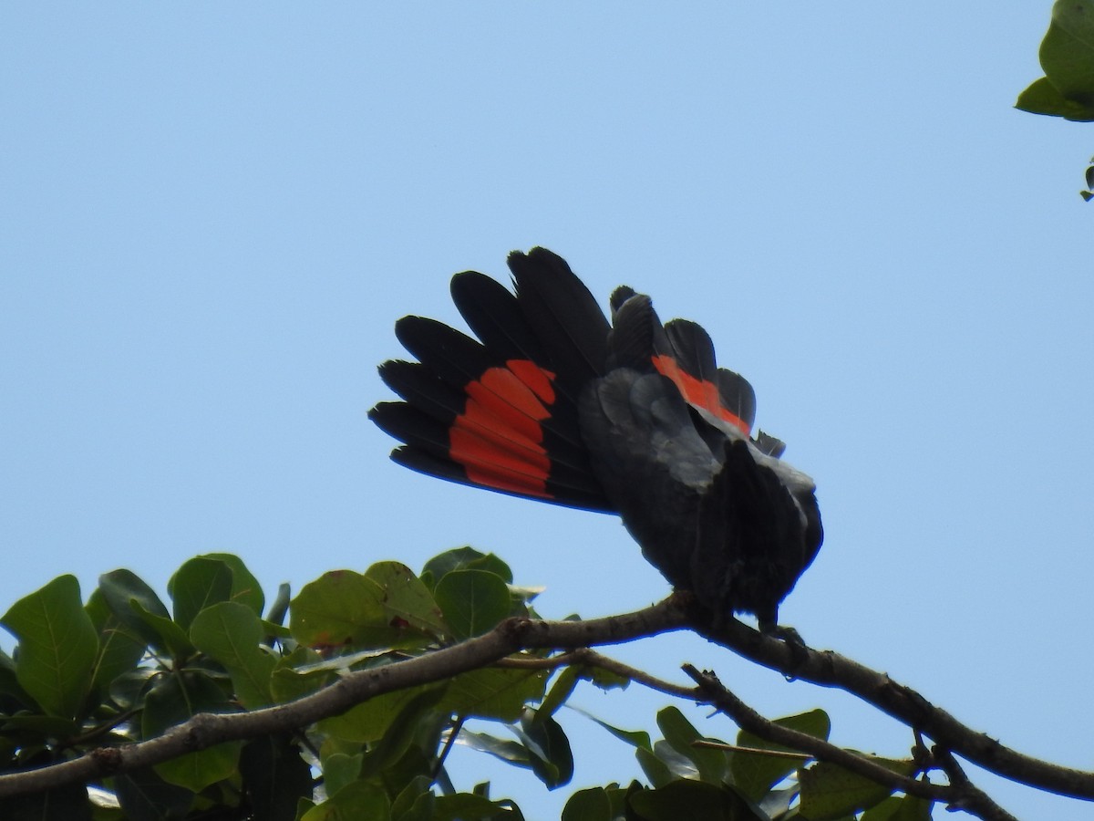 Red-tailed Black-Cockatoo - ML618932163