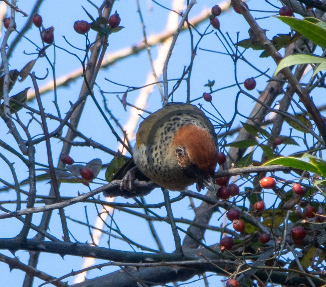 Chestnut-crowned Laughingthrush - David Houle