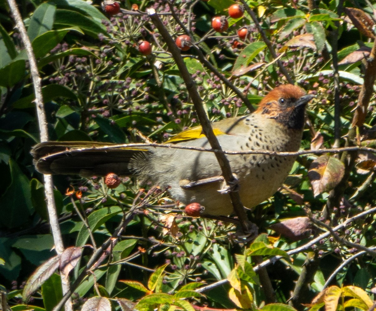 Chestnut-crowned Laughingthrush - ML618932166