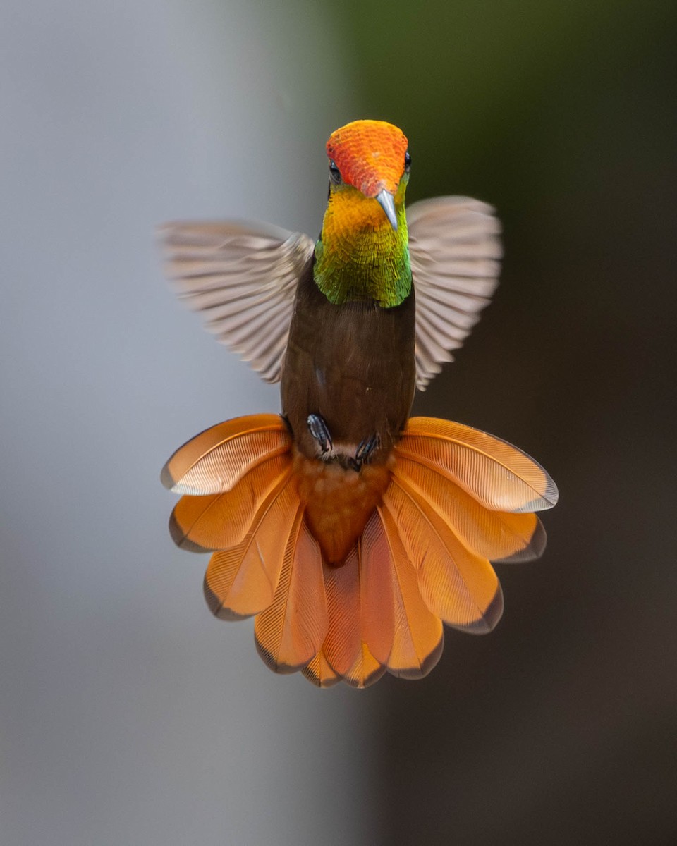 kolibřík červenohlavý - ML618932169