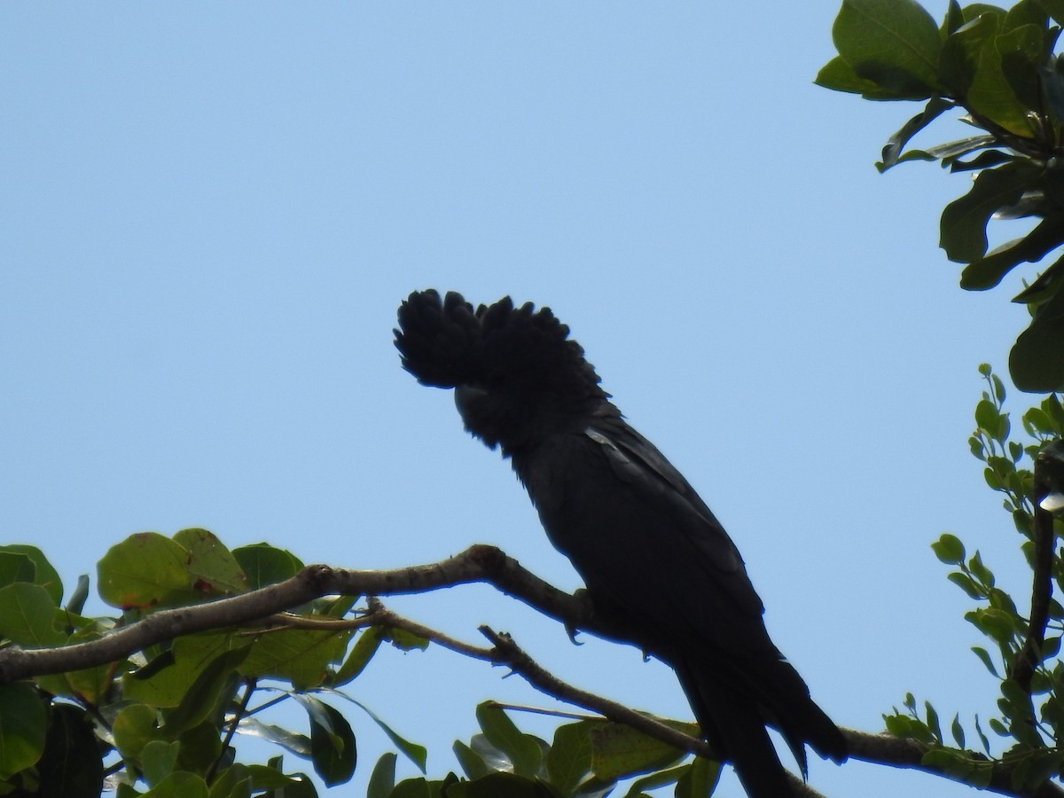Red-tailed Black-Cockatoo - ML618932171