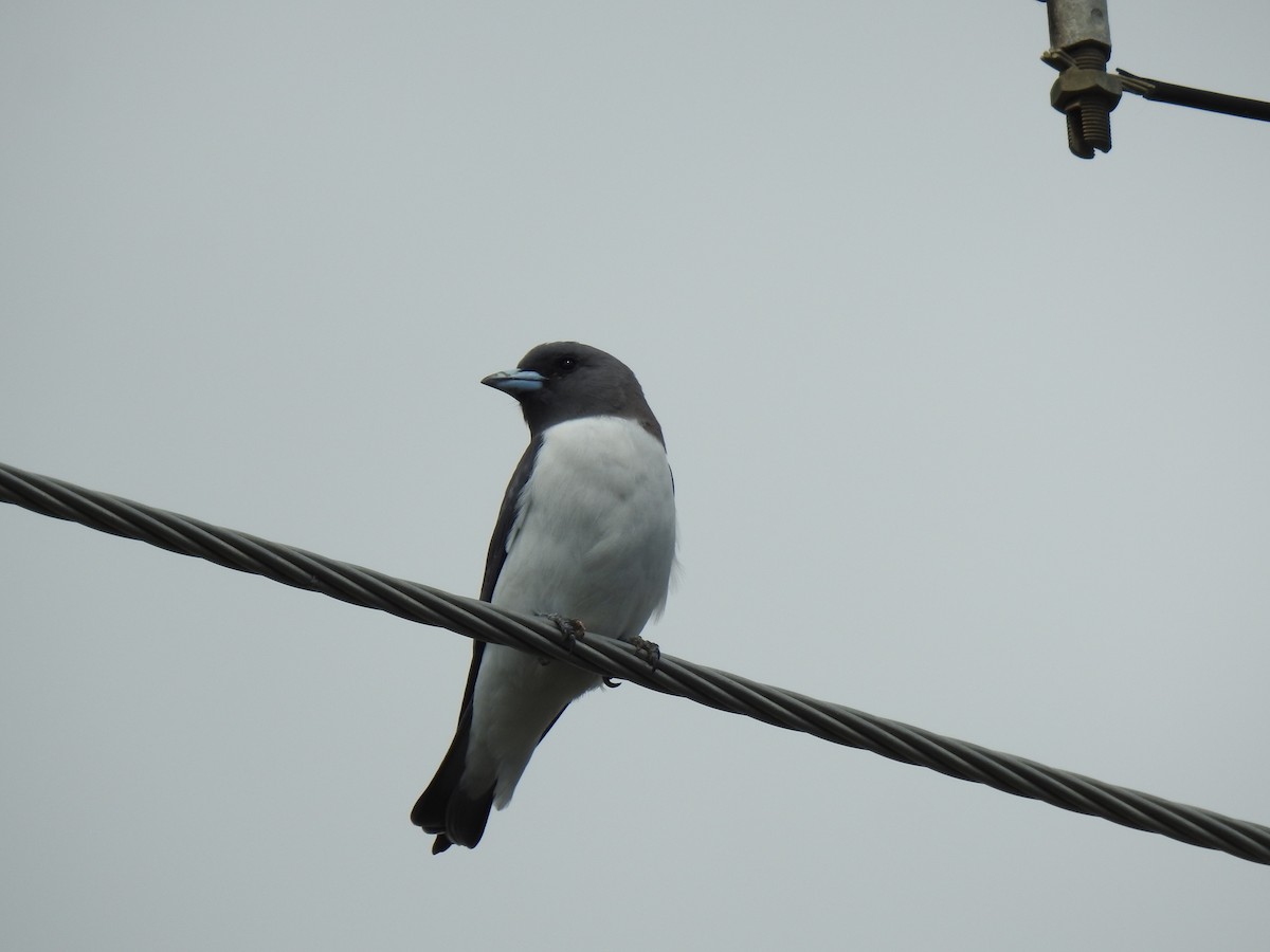 White-breasted Woodswallow - ML618932208