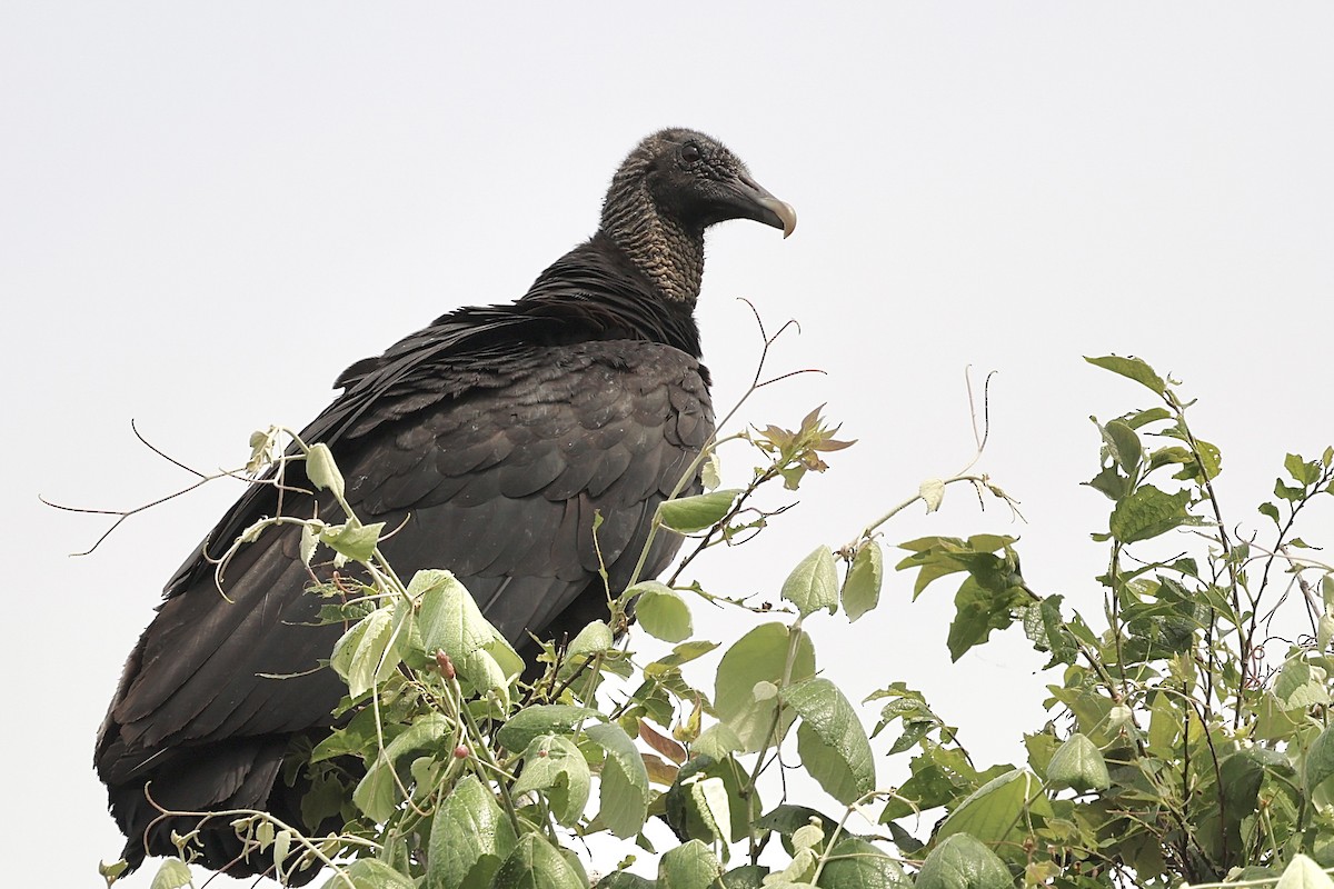 Black Vulture - ML618932257
