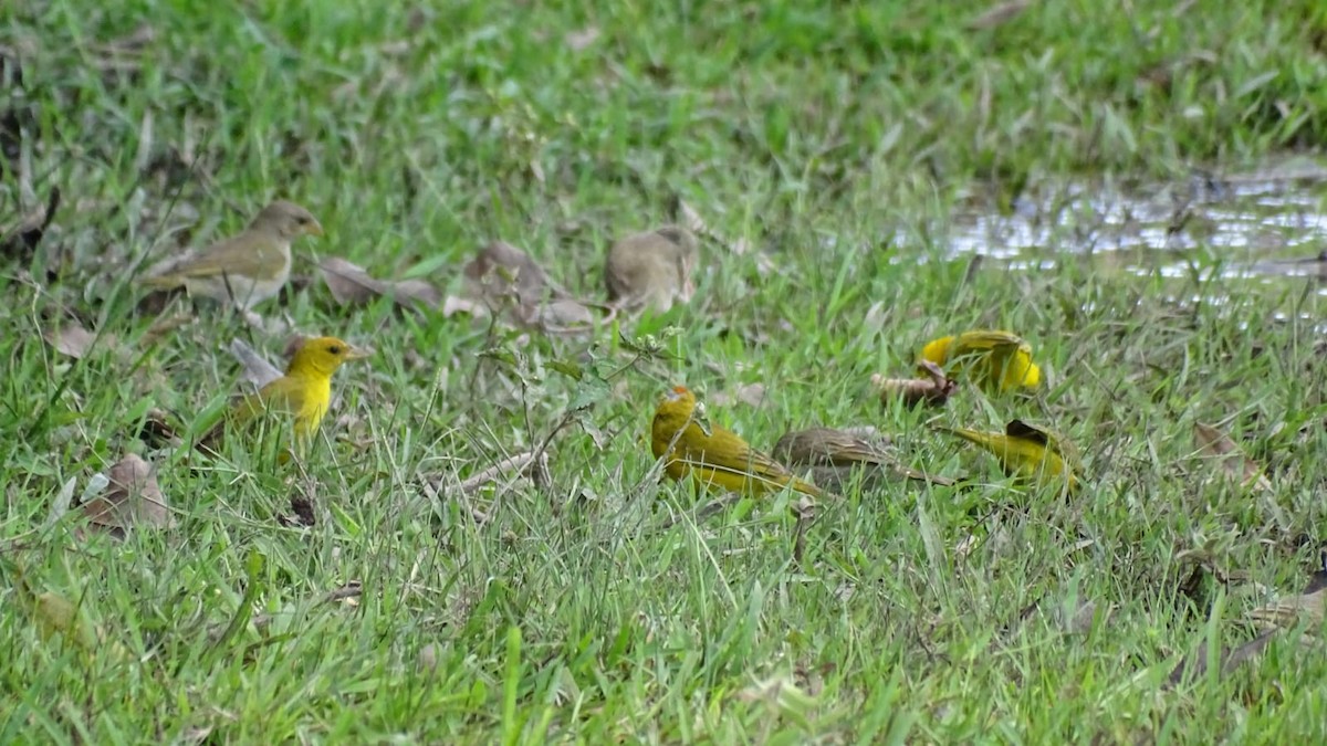 Orange-fronted Yellow-Finch - Primitivo Figueroa
