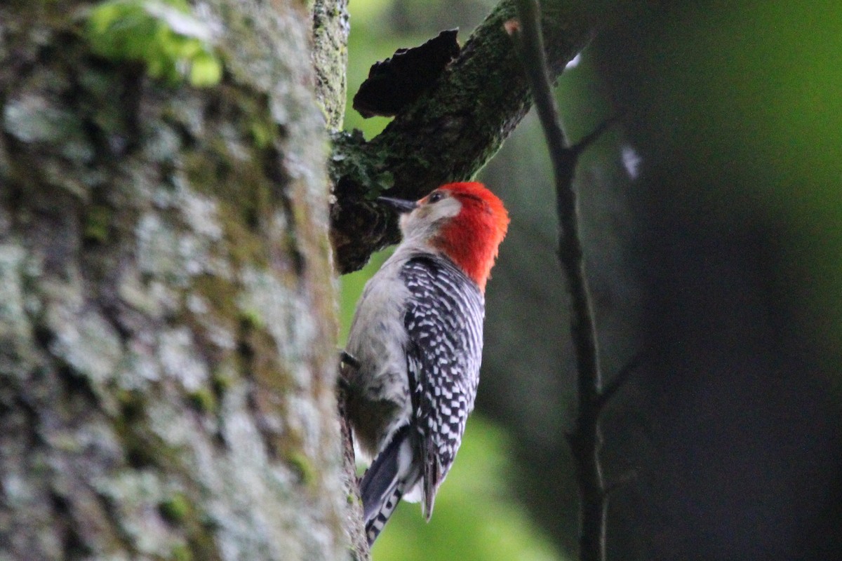 Red-bellied Woodpecker - Kumaran M