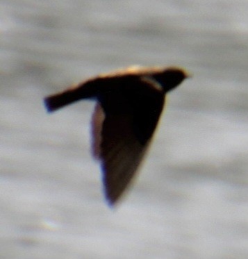 Northern Rough-winged Swallow - ML618932307