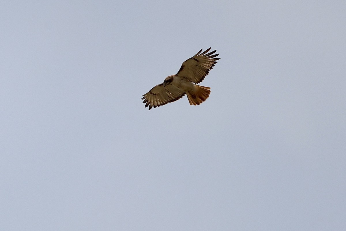Red-tailed Hawk - ML618932335