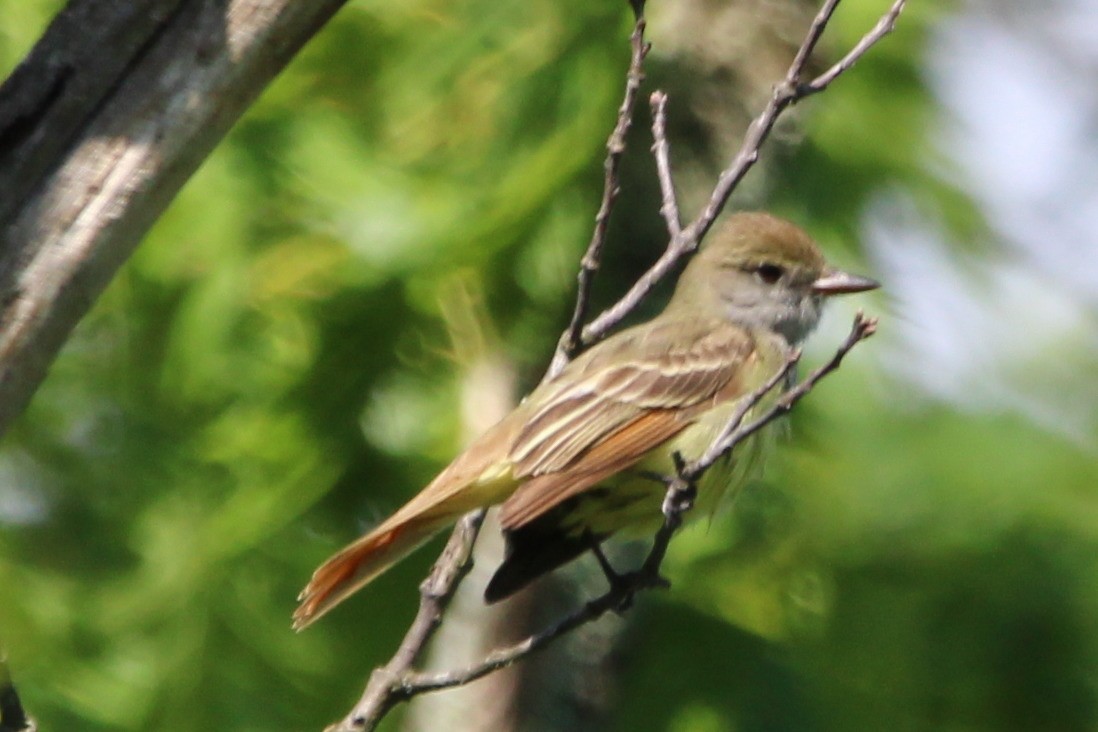Great Crested Flycatcher - ML618932368