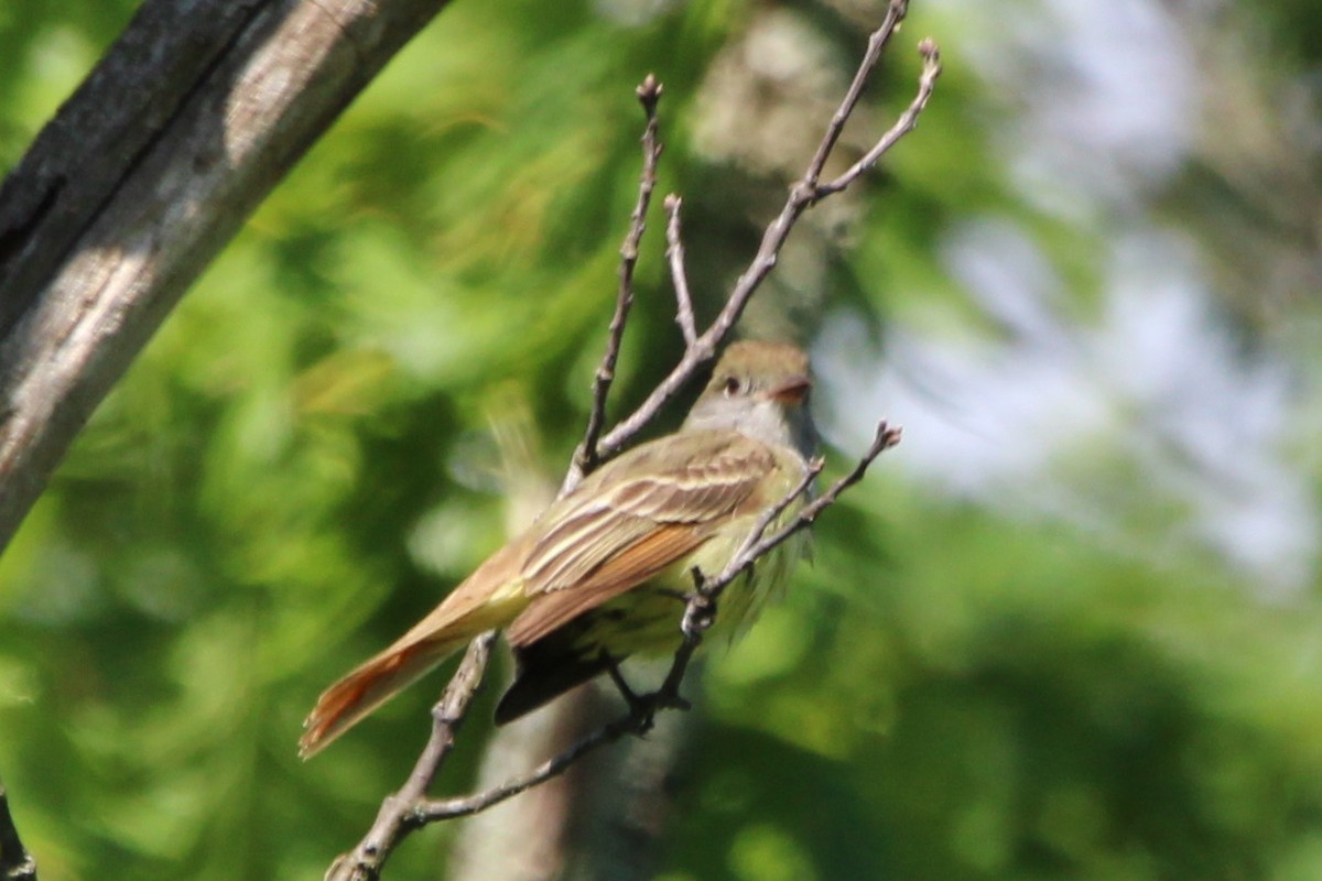 Great Crested Flycatcher - ML618932369
